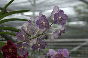 Beautiful and colorful purple / violet Orchid flower (Family Orchidaceae), Thailand