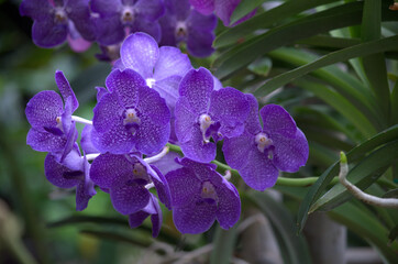 Beautiful and colorful blue / purple / violet Orchid flower (Family Orchidaceae), Thailand