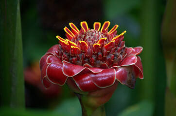 Wild beautiful and colorful red / pink Torch Ginger Flower (Etlingera elatior) in the rainforest of Costa Rica