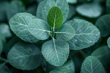 Eucalyptus Tree Grove: Blue-green leaves with a distinctive aroma. 