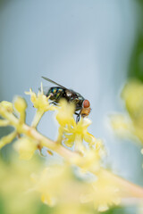 Close up view of bluebottle fly
