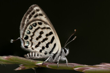 Tarucus balkanicus – little tiger blue butterfly