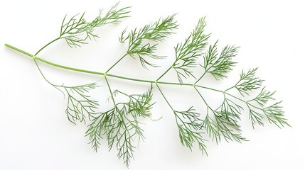 Fototapeta premium Fresh dill herb isolated on white background.