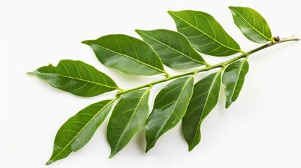 Fototapeta premium Fresh curry leaves isolated on white background, used as a herb in Indian cuisine