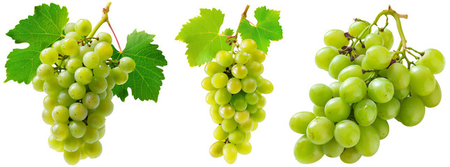 Green grapevines collection, set of juicy grapes isolated on a transparent background
