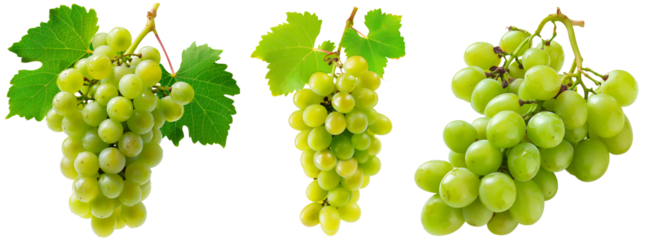 Green grapevines collection, set of juicy grapes isolated on a transparent background