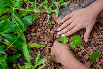 Hand planting vegetables and herbs ground soil top-view in land and green plants background at outdoor garden concept of environment and earth day, hand holding centella asiatica seedling.