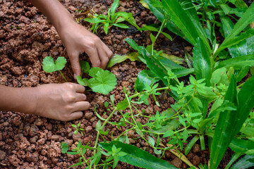 Hand planting vegetables and herbs ground soil top-view in ground and green plants background at outdoor garden concept of environment and earth day, hand holding centella asiatica seedling.