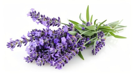 Fototapeta premium A beautiful bouquet of lavender flowers. The petals are a deep purple color, and the leaves are a light green. The bouquet is tied together with a piece of twine.