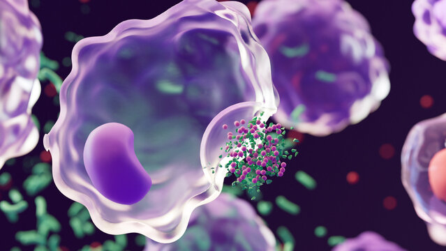 Macrophages: type of white blood cell of the immune system that engulf and digest pathogens, 
such as cancer cells, microbes, cellular debris