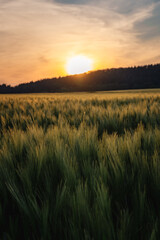 Sunset over the green barley field