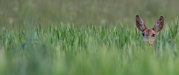 Young deer hidden in the green wheat field looking at you