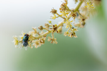 Close up view of bluebottle fly