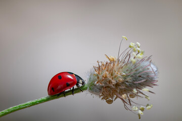 Macro shots, Beautiful nature scene.  Beautiful ladybug on leaf defocused background