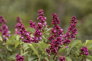Branches of blooming syringa close-up. Spring lilac bush in the park