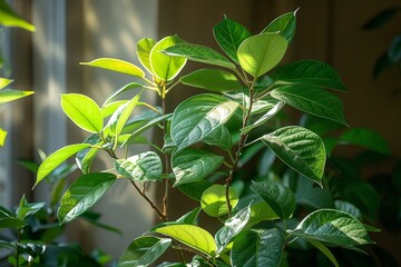 Ficus Tree in a Conservatory: Indoor tree with glossy leaves.