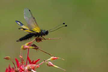 The owlfly (Libelloides macaronius) in a natural habitat