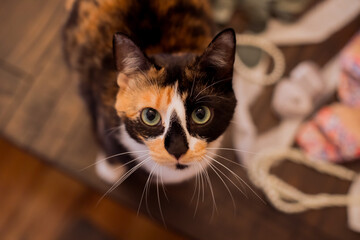 A calico cat inside