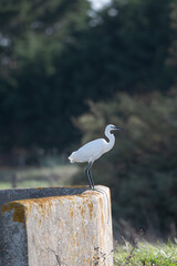 oiseau, oiseau blanc ,grand bec, oiseau grande pâte, nature, 