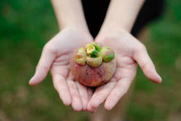 From a close-up of a mangosteen fruit in the hands of a mangosteen farmer at harvest time.