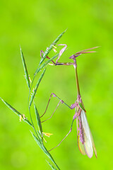 Close up of pair of Beautiful European mantis ( Mantis religiosa )