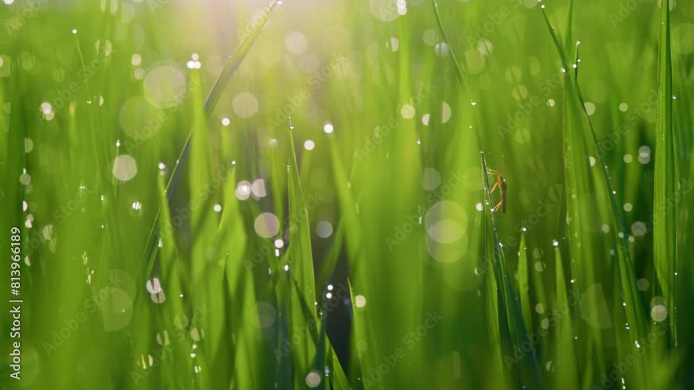 Poster Fresh spring green grass with cute bokeh circles. Wet grass with waterdrops sway in the wind 