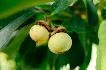 The mangosteen fruits on the trees in the orchard are starting to bear fruit and are ready for harvest in the future, generating a lot of income for the gardeners.