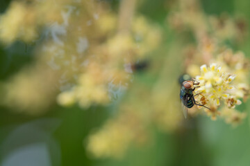 Close up view of bluebottle fly