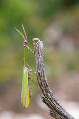 Close up of pair of Beautiful European mantis ( Mantis religiosa )