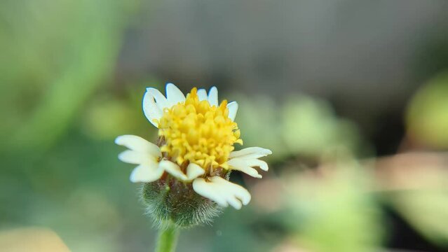 Insect macro video of Lesser Dart butterfly collecting nectar on a yellow flower