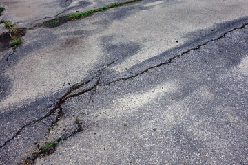 Obraz premium Tree roots under the asphalt road damaged it