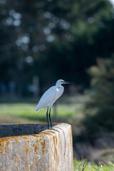 oiseau, oiseau blanc ,grand bec, oiseau grande pâte, nature, 