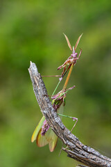 Close up of pair of Beautiful European mantis ( Mantis religiosa )