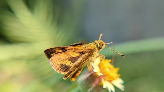 Insect macro video of Lesser Dart butterfly on a yellow flower 