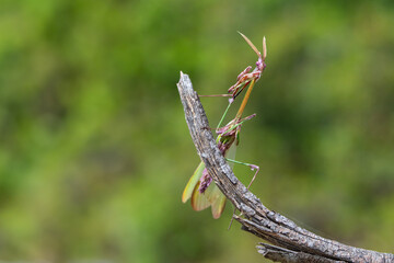 Close up of pair of Beautiful European mantis ( Mantis religiosa )