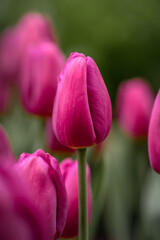 Tulips with purple buds on a flowerbed in a spring park
