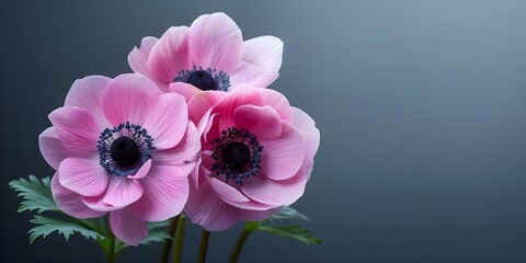 Banner featuring the Latin name Anemone hybrida Koenigin Charlotte for Pink Japanese anemone. Concept Latin Name, Anemone Hybrida Koenigin Charlotte, Pink Japanese Anemone, Banner Design