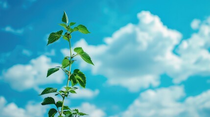 Obraz premium A beautiful natural addition a plant against a stunning blue sky landscape