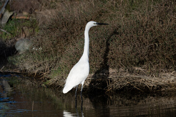 oiseau, oiseau blanc ,grand bec, oiseau grande pâte, nature, 