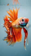 Fototapeta premium Vibrant orange betta fish swimming in clear water