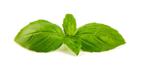 Fresh organic basil leaves, close-up, isolated on white background