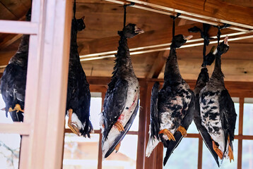 Dead geese hang under the roof of the gazebo, hanging by their necks.