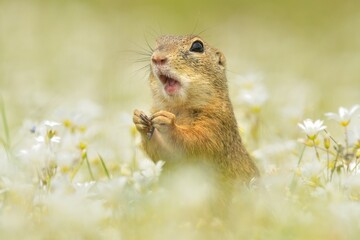 European ground squirel Spermophilus citellus rodent eurasian black-bellied common grassland in fields of landscape cereal wheat region, beautiful eyes and fur, eats flower grass Europe