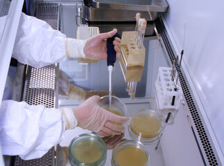 Scientist in protective clothing working with petri dishes in biosafety cabinet