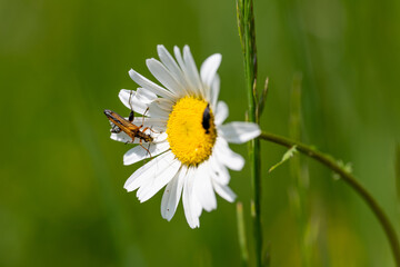 Obraz premium Daisy with bug