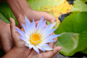 Many hands group holding purple mixed white lotus flower on lotus leaf and pond top-view and close-up background for concept of natural and participation.