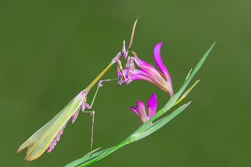 Close up of pair of Beautiful European mantis ( Mantis religiosa )