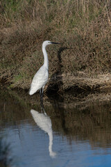 oiseau, oiseau blanc ,grand bec, oiseau grande pâte, nature, 