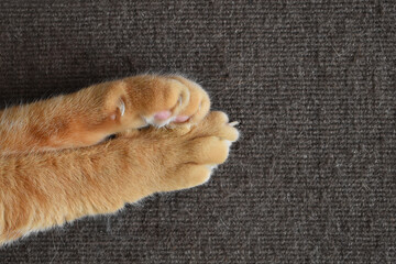 Ginger cat paw on the rug or carpet. Happy tabby cat relaxing at home.