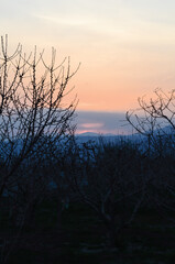 Silhouette tree in Japan with sun